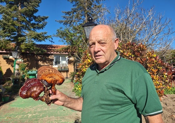 El riosecano Luis Anta en su finca con una seta de la pipa