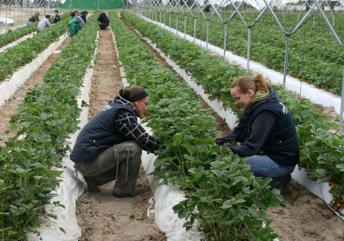 Plantación de fresa en un vivero de Chañe.