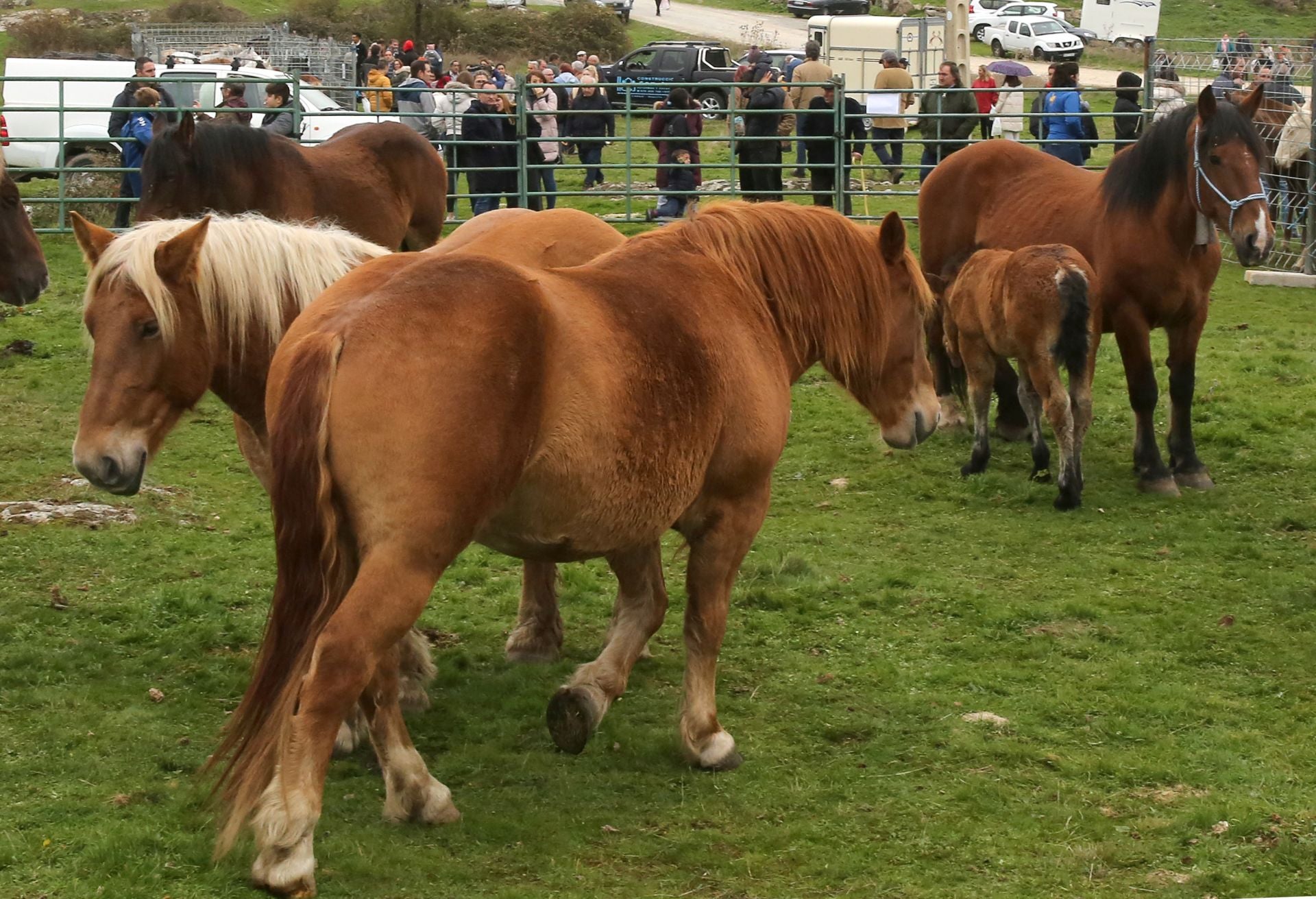 Feria de ganado en Navafría