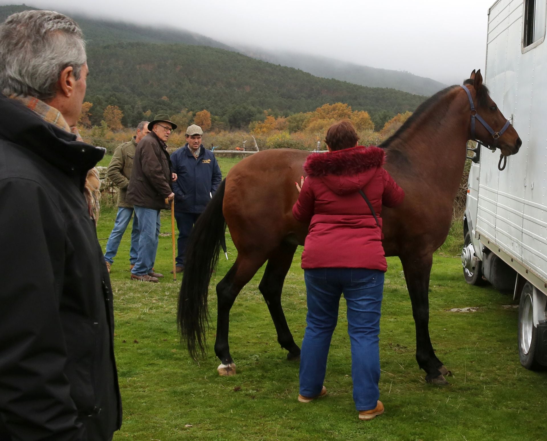 Feria de ganado en Navafría