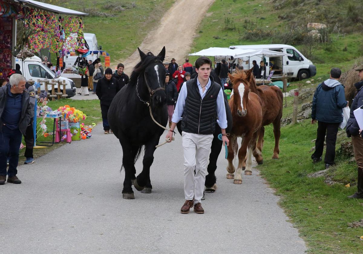 Feria de ganado en Navafría