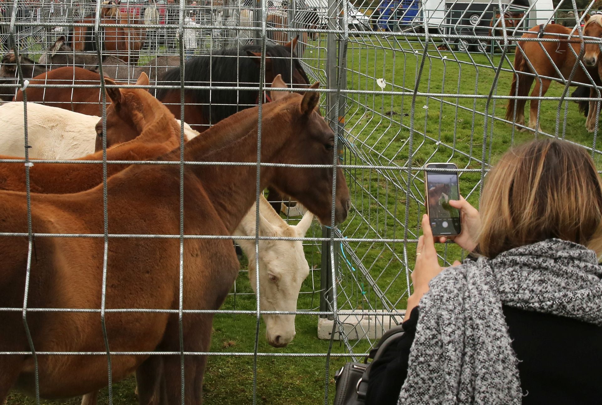 Feria de ganado en Navafría