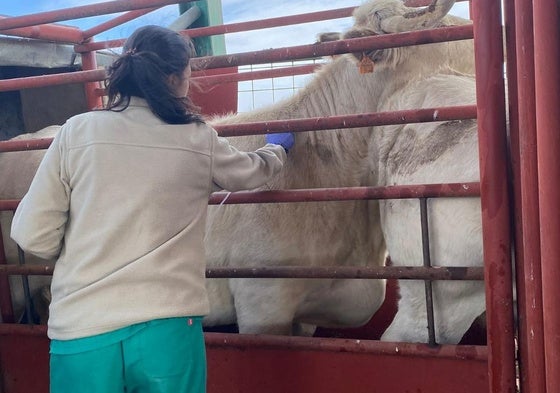 Una veterinaria realiza una prueba de saneamiento en una explotación de Salamanca.