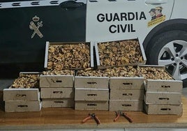 Un vehículo de la Guardia Civil junto a los níscalos confiscados.