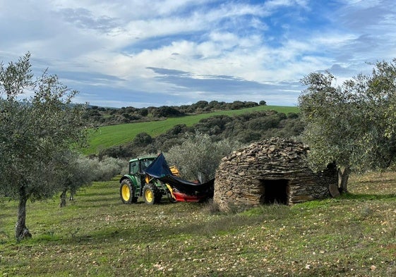 Recogida de aceituna, ayer en San Felices de los Gallegos, Salamanca.