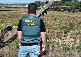 Un agente ante un poste del tendido telefónico derribado por los ladrones.