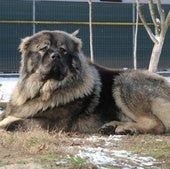 Identifican al perro que mató a un hombre en Barrios de la Vega