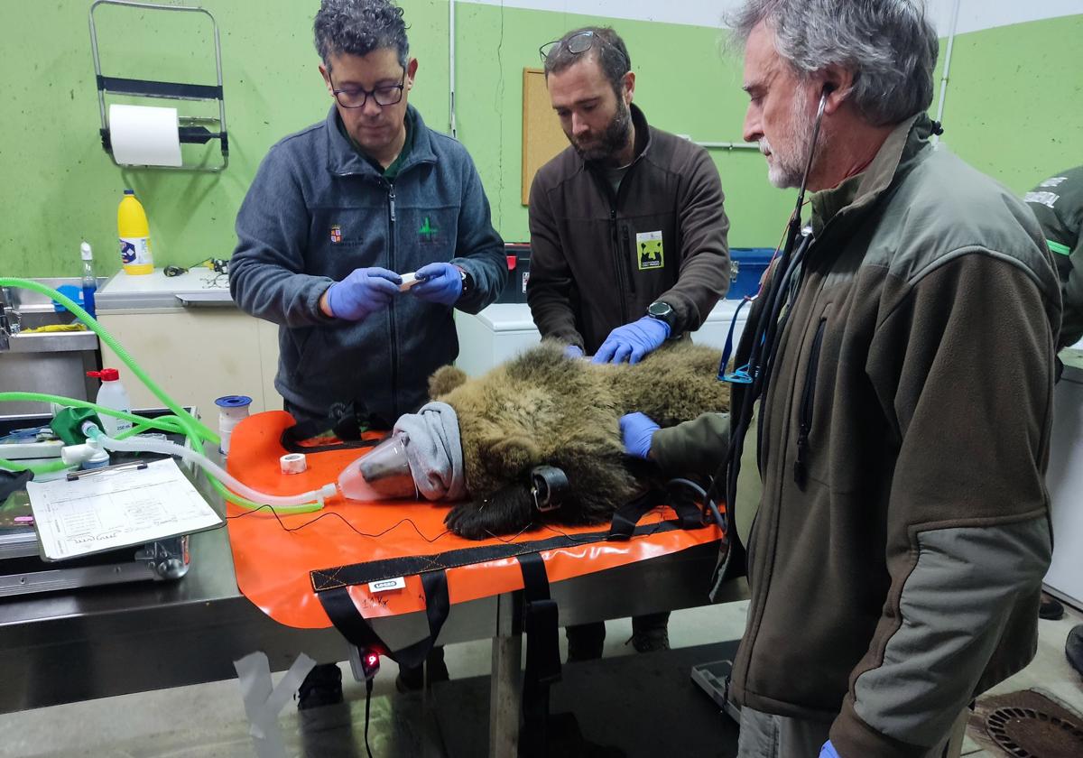 Liberado el osezno de Barniedo cerca de donde fue encontrado