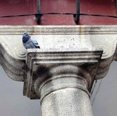 Un plan antipalomas para la Plaza Mayor de Valladolid