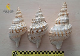 Caracolas Charonia Lampas intervenidas por la Guardia Civil.