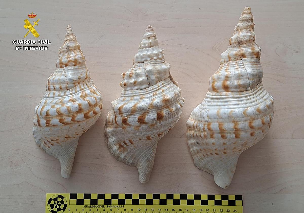 Caracolas Charonia Lampas intervenidas por la Guardia Civil.