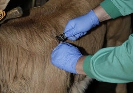 Un veterinario toma una muestra en una explotación ganadera, en una imagen de archivo.