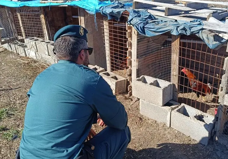 https://s2.ppllstatics.com/elnortedecastilla/www/multimedia/2024/11/20/pelea-gallos-kSAB-U230659889503bC-758x531@El%20Norte.jpg