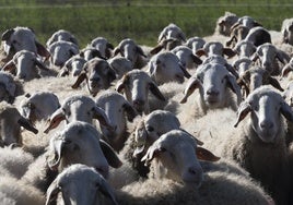 Explotación ovina de Las Cortas de Blas, donde su ubica una de las queserías con uno de los mejores quesos del mundo