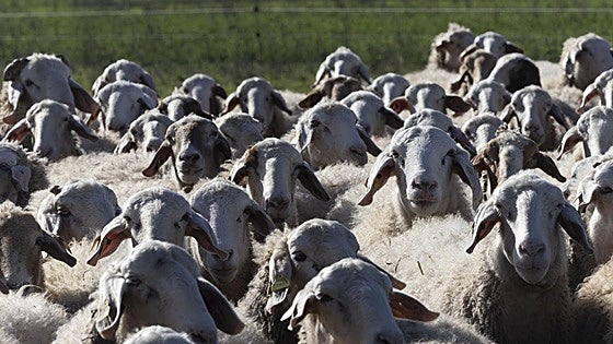 Castilla y León, la potencia quesera mundial que pierde explotaciones de leche de ovino