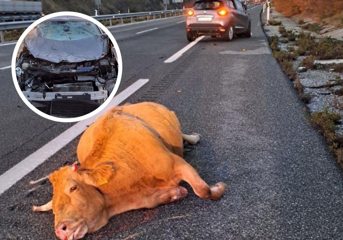 La vaca yace muerta en un margen de la autopista con el coche siniestrado al fondo y en el círculo, donde se ve el frontal destrozado.