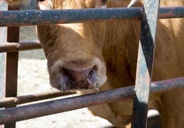 Convocado un proceso selectivo para cubrir 115 plazas de veterinario en Castilla y León