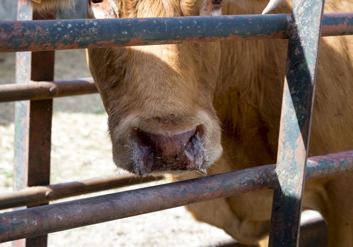 Convocado un proceso selectivo para cubrir 115 plazas de veterinario en Castilla y León