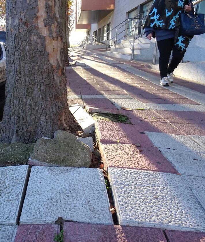 Imagen secundaria 2 - Los operarios trabajan en la retirada de las raíces de los primeros árboles talados en la calle Londres. Debajo, a la izquierda, raíces ya arrancadas. A la derecha, el adoquinado levantado de las aceras antes de las residencias de mayores.