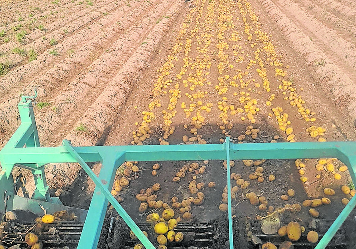 La producción de patata cae un 2% esta campaña en la región