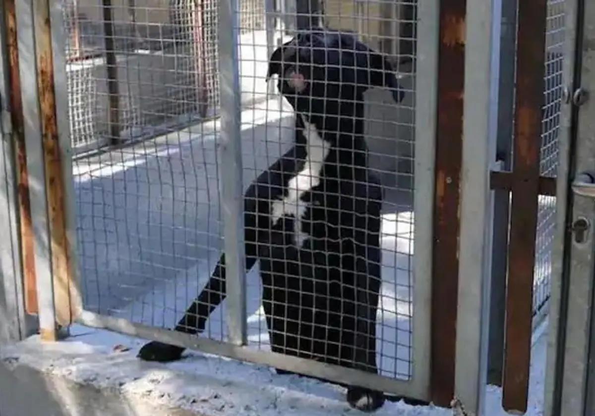 Imagen de un perro en la antigua perrera municipal de Burgos.