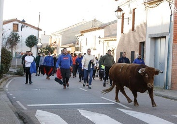 La suelta de dos novillos en Pollos cierra la temporada del festejo popular en Valladolid