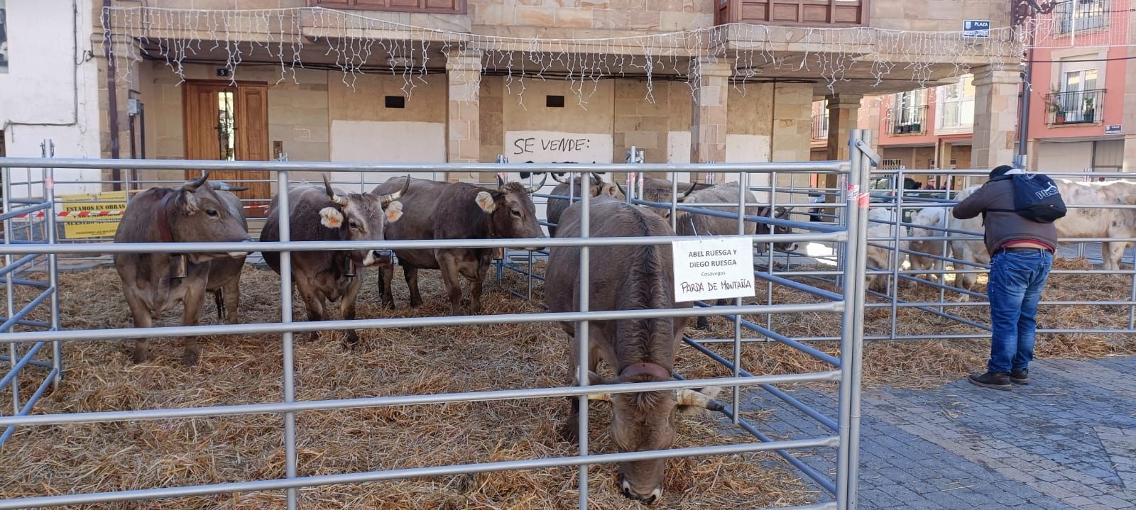 V Feria de Ganado en Extensivo de Cervera de Pisuerga