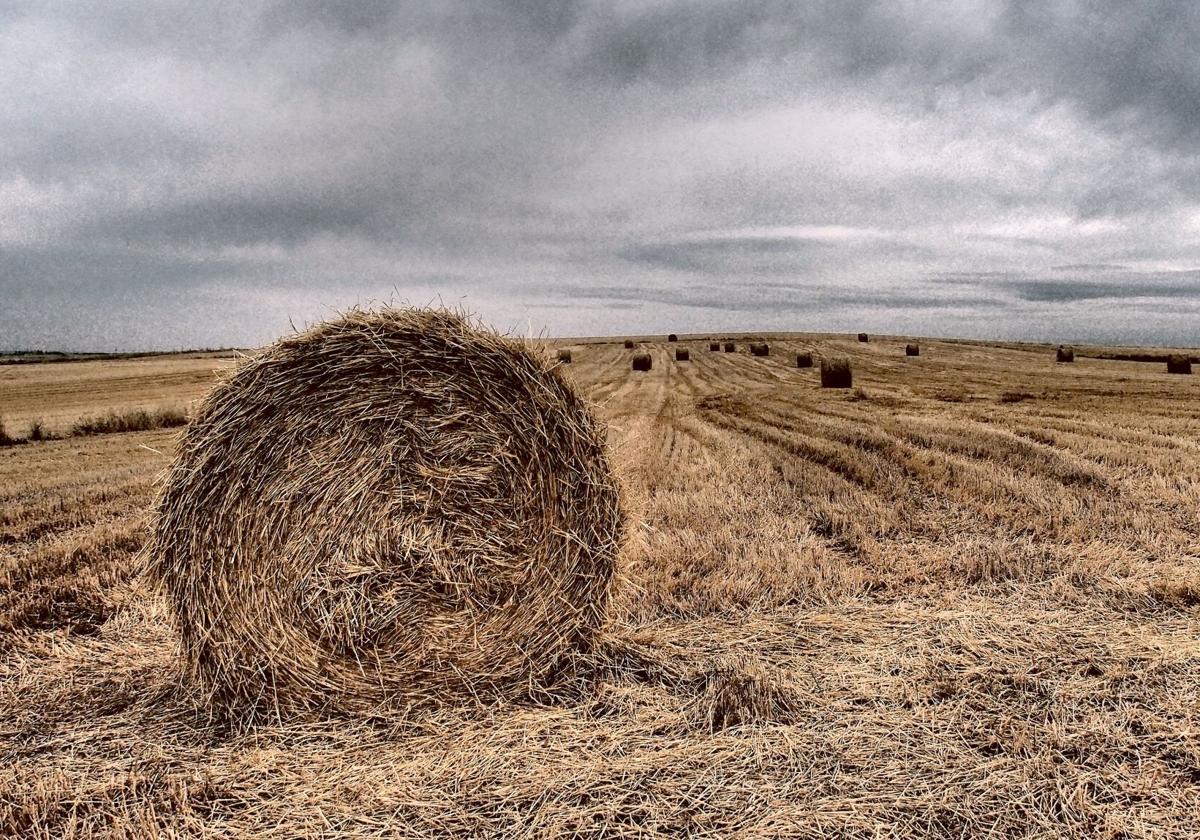 Pacas de paja en un campo de cereal de Tierra de Campos.