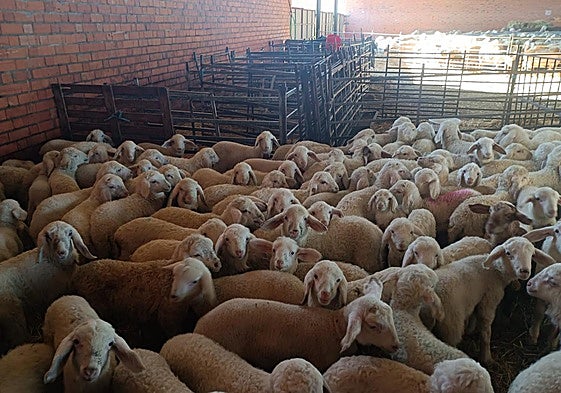 Lechazos de Agropecuaria Banejo en Pollos, Valladolid.