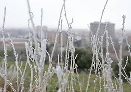 Imagen de archivo de una cencellada.