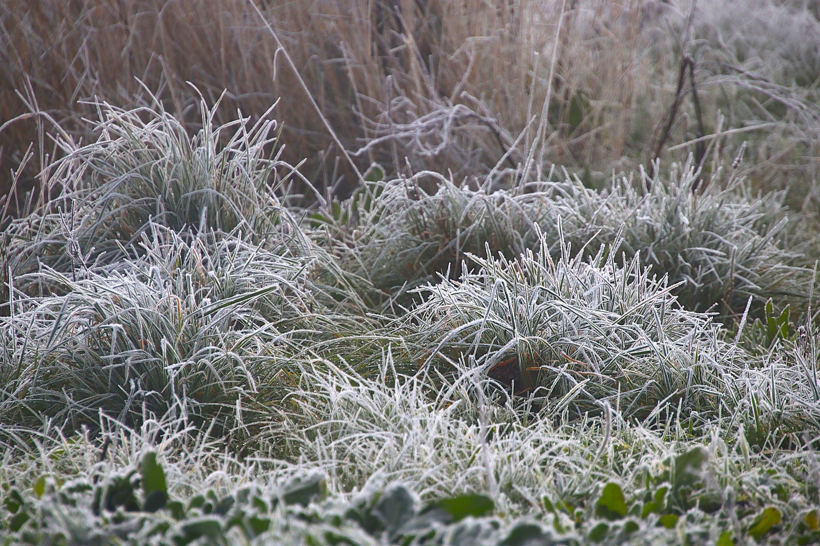 Primera cencellada en Rioseco