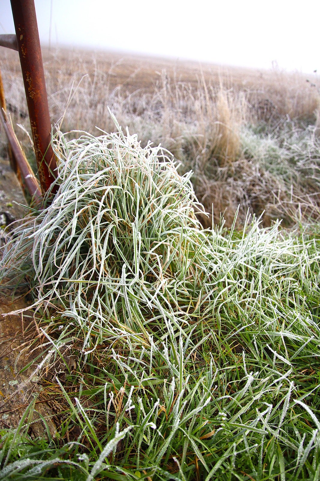 Primera cencellada en Rioseco