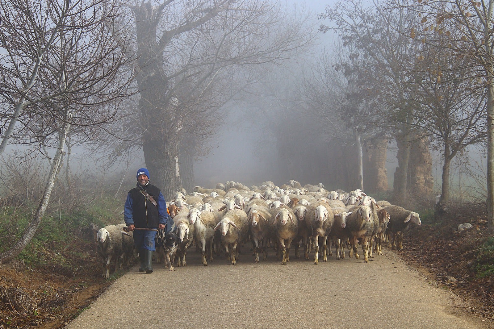 Primera cencellada en Rioseco