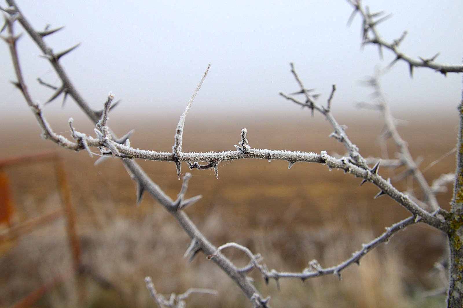 Primera cencellada en Rioseco
