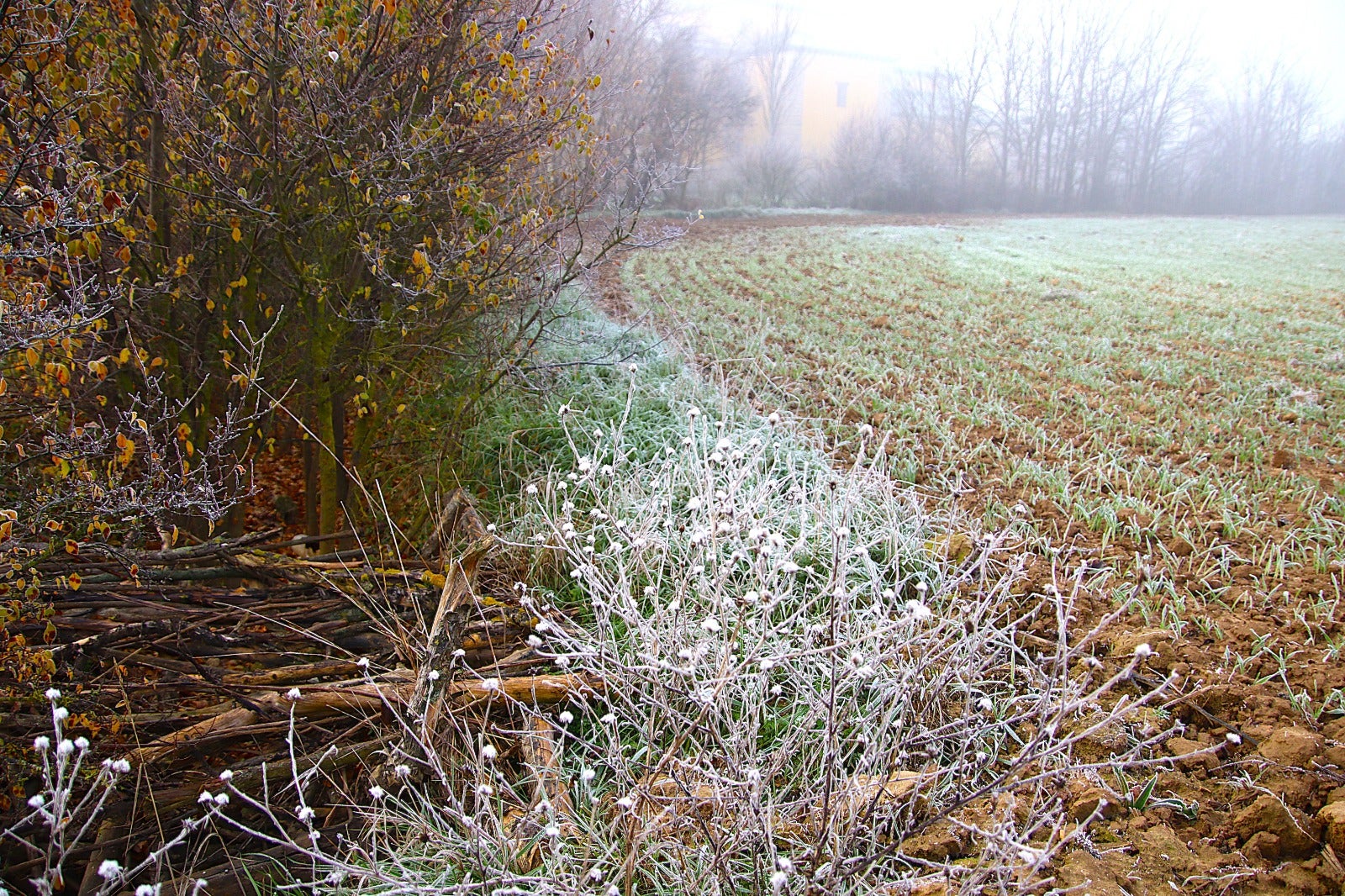 Primera cencellada en Rioseco
