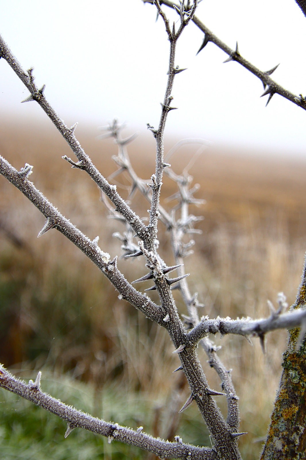 Primera cencellada en Rioseco