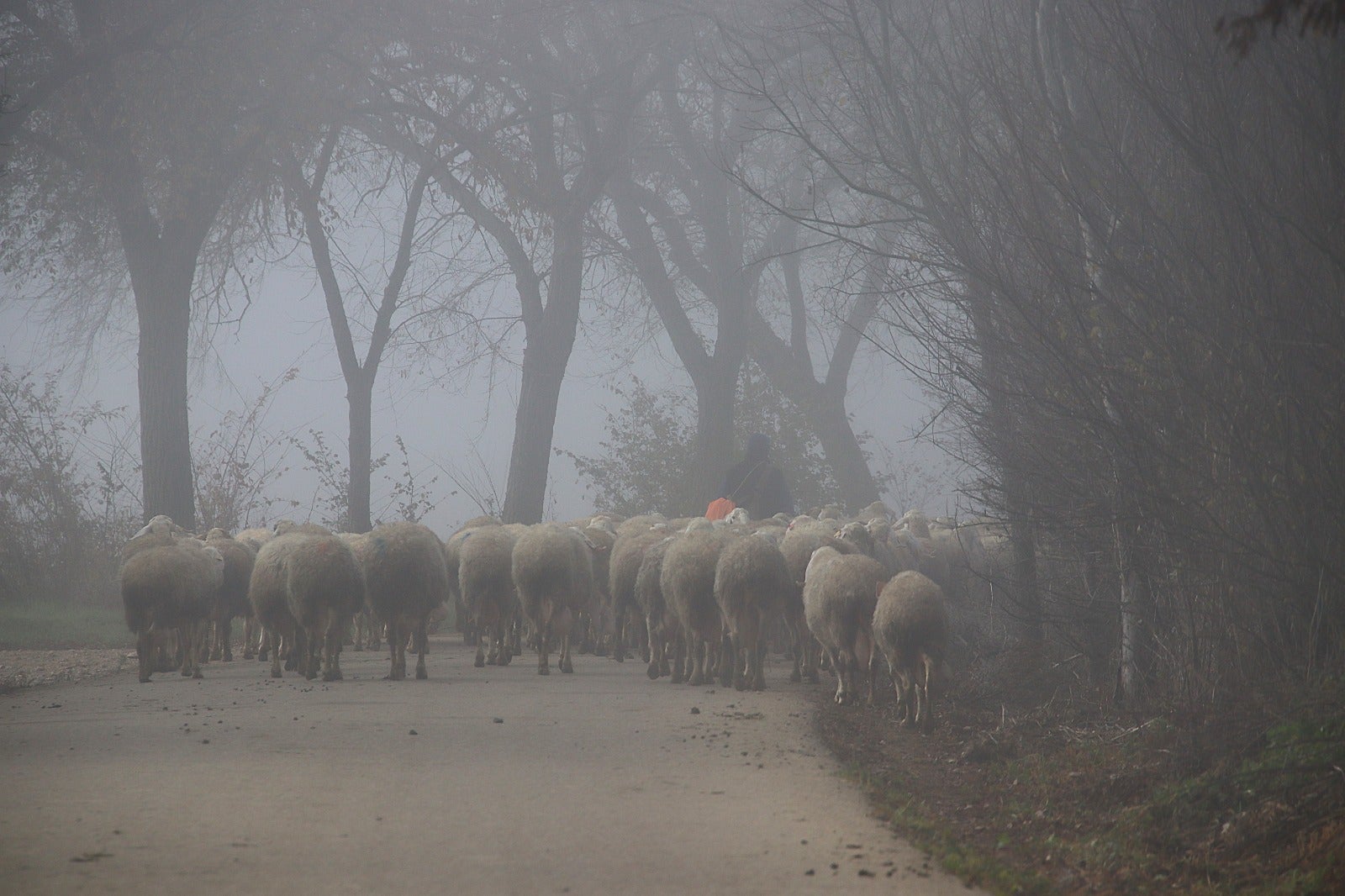 Primera cencellada en Rioseco