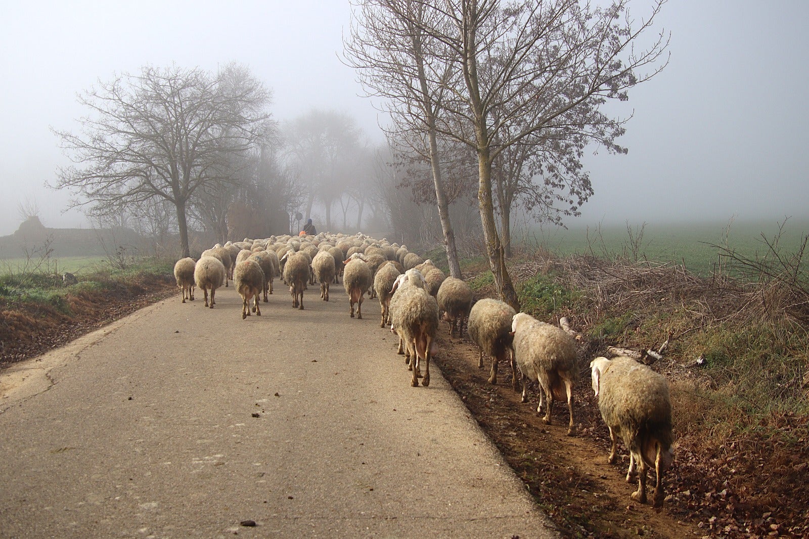 Primera cencellada en Rioseco