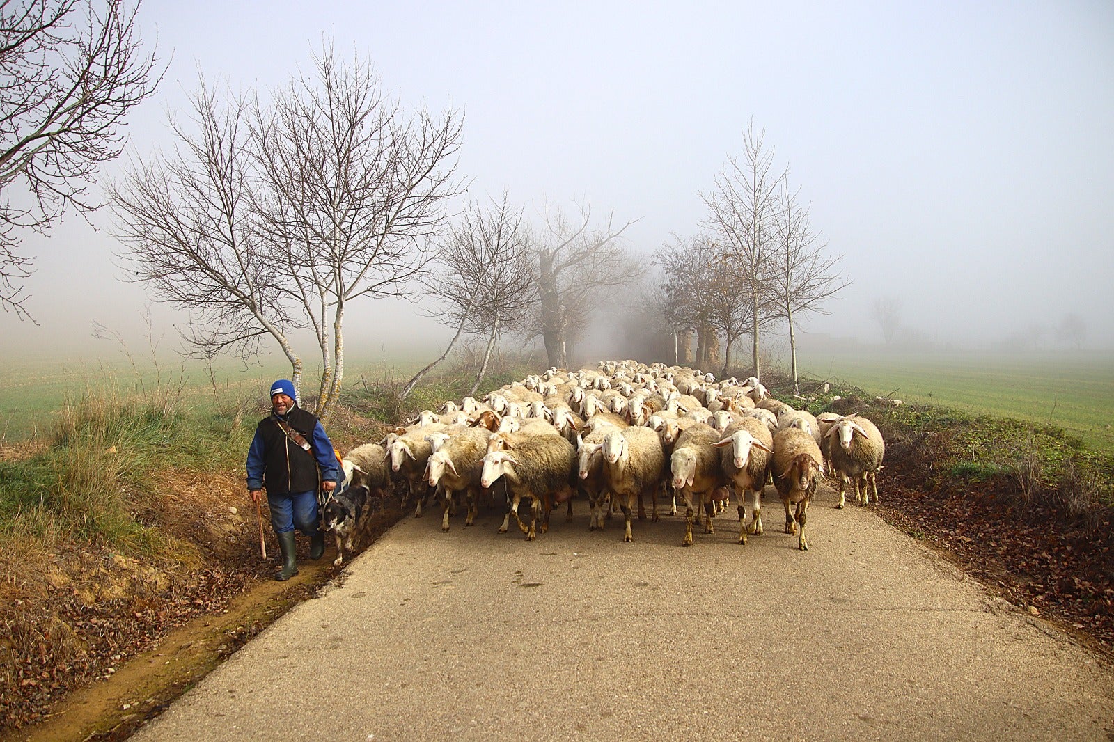 Primera cencellada en Rioseco