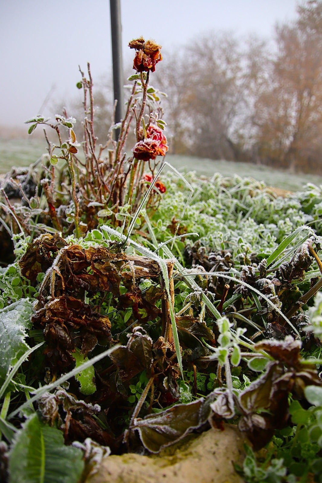 Primera cencellada en Rioseco