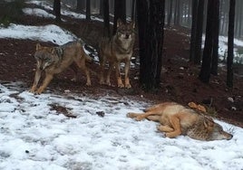 Lobos, en el Centro de Interpretación del Lobo Ibérico de Zamora.