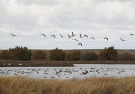 Las aves, en la laguna de la Nava, en una foto de archivo.