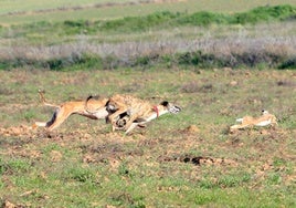 Una carrera anterior en un Concurso Nacional de Galgos.