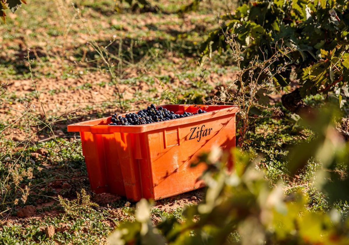 Bodegas Zifar, un concepto vitivinícola de alta calidad