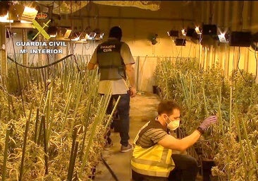 Valladolid concentra el 43% de la incautación de marihuana de la región