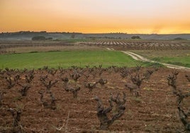 Viñedos plantados en la Ribera del Duero.