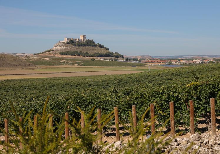Viñedos de Ribera del Duero con el castillo de Peñafiel al fondo.