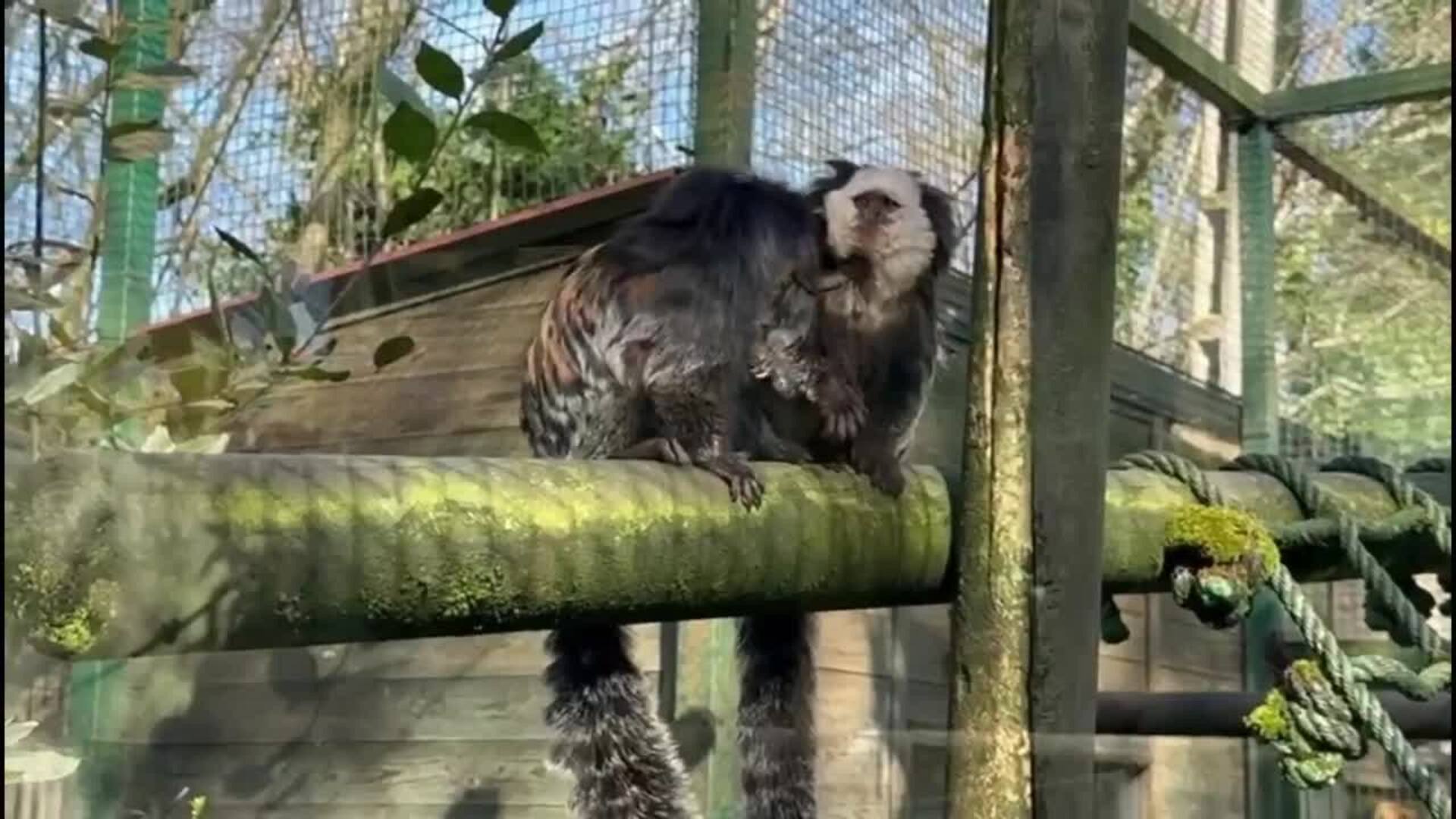 Nacen trillizos de tití de Geoffroy en el Zoo de Santillana