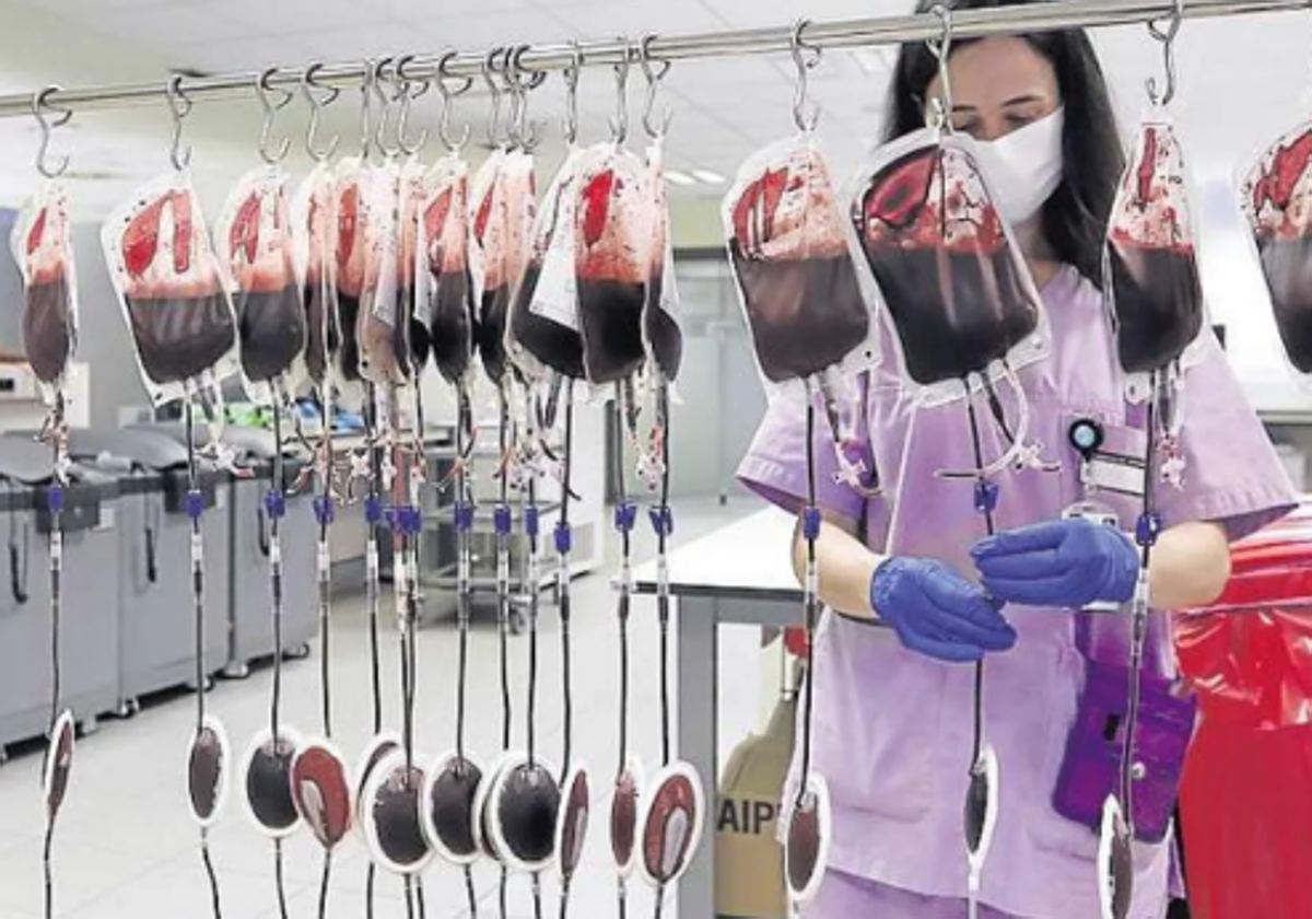 Bolsas con donaciones de sangre en un banco de tratamiento y almacenamiento.