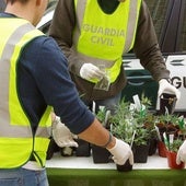 La cantidad de marihuana incautada en Segovia se dispara un desbocado 3.261%